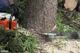 Best Stump Grinding and Removal  in Bourbon, IN