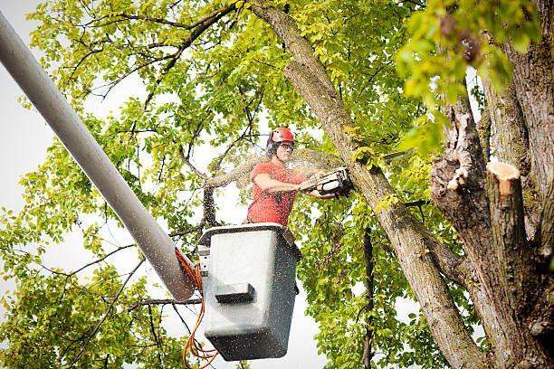 Mulching Services in Bourbon, IN